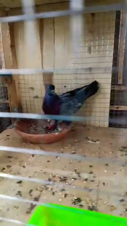 https://instagram.com/stories/birdaviary_/2877159187114416607?utm_source=ig_story_item_share