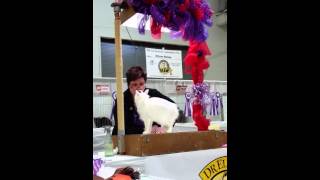 Ellyn Honey makes GP/NW Chome Chai Tomoshibi of NuDawnz BEST CAT by NuDawnzCattery 18 views 8 years ago 1 minute, 14 seconds