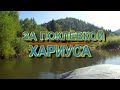 Сквозь завалы и протоки за поклевкой хариуса_часть1