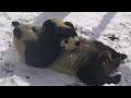 BABY PANDA  -  HUGS, CUDDLES and EPIC CUTENESS WITH MOM - SUPER ADORABLE!