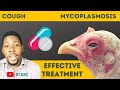 How to Treat Cough in Chickens Chronic Respiratory Disease in Poultry