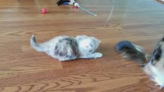 J. Lo's Singleton RagaMuffin Kitten by Kaerik RagaMuffins 271 views 6 years ago 2 minutes, 37 seconds