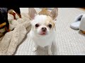 芋けんぴの食べ方がわからない7歳チワワさん