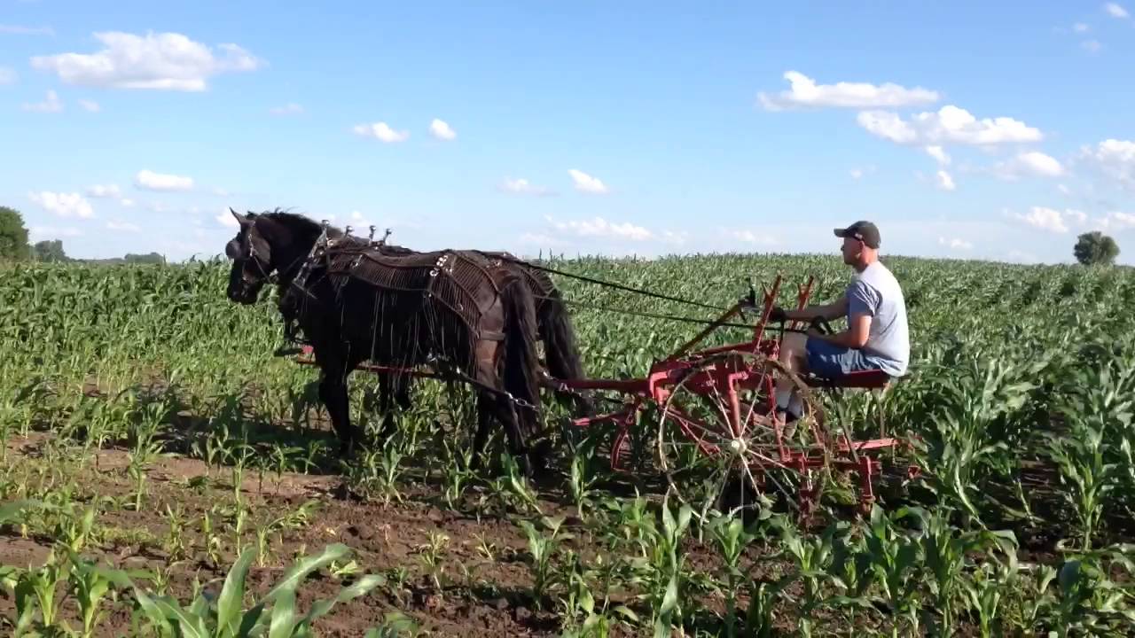 Cultivating With Horses YouTube