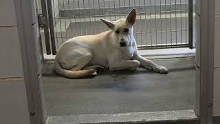 Acs A804857