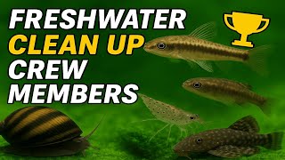 Stop Cleaning Your Tank! Top 5 Freshwater Clean Up Crew Members
