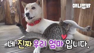 강아지가 육아하는 고양이 어떤데? ㅋ I LOL Look at the dog babysitting a cat