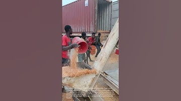Unloading Corn with Manual Labor and Auger System