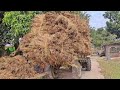 Tracktor trolly reverse ||full loaded ||BANGAL AGRICULTURAL ||YOUTUB CHANNAL ||