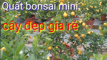 Vườn quất tết 2022 quất bonsai mini cây đẹp, giá quất tết 2022 rẻ bán quất tết giá tại vườn