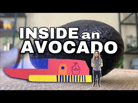 Video: Wat is avokado-skurfsiekte - leer meer oor skurfte-simptome op avokado