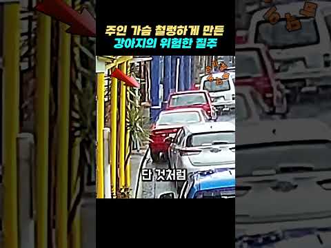 주인 가슴 철렁하게 만든 강아지의 위험한 질주 thumbnail