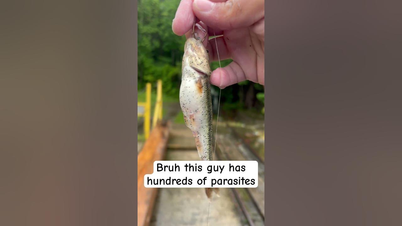 why-does-my-voice-sound-weird-but-yeah-this-is-kinda-crazy-lol-fishing