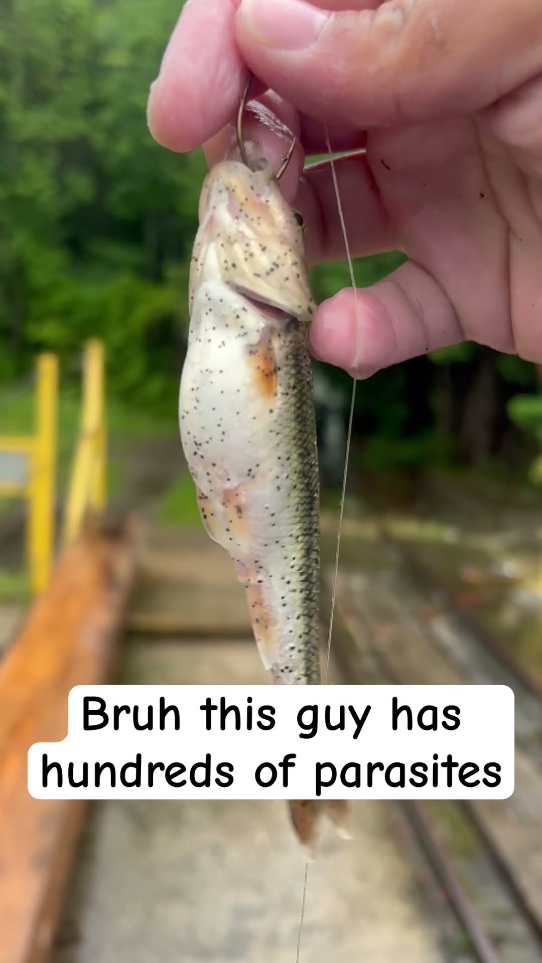 Why Does My Voice Sound Weird But Yeah This Is Kinda Crazy Lol fishing why-does-my-voice-sound-weird-but-yeah-this-is-kinda-crazy-lol-fishing