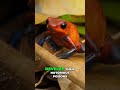 Poison Dart Frogs: Wild Diet = Deadly Toxins, Captivity = Safe! #shorts