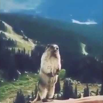 Berang berang teriak