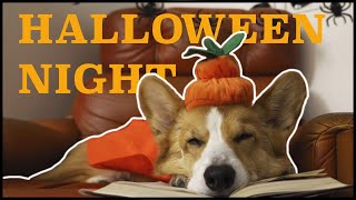 HAUNTED HALLOWEEN  Topi the Corgi