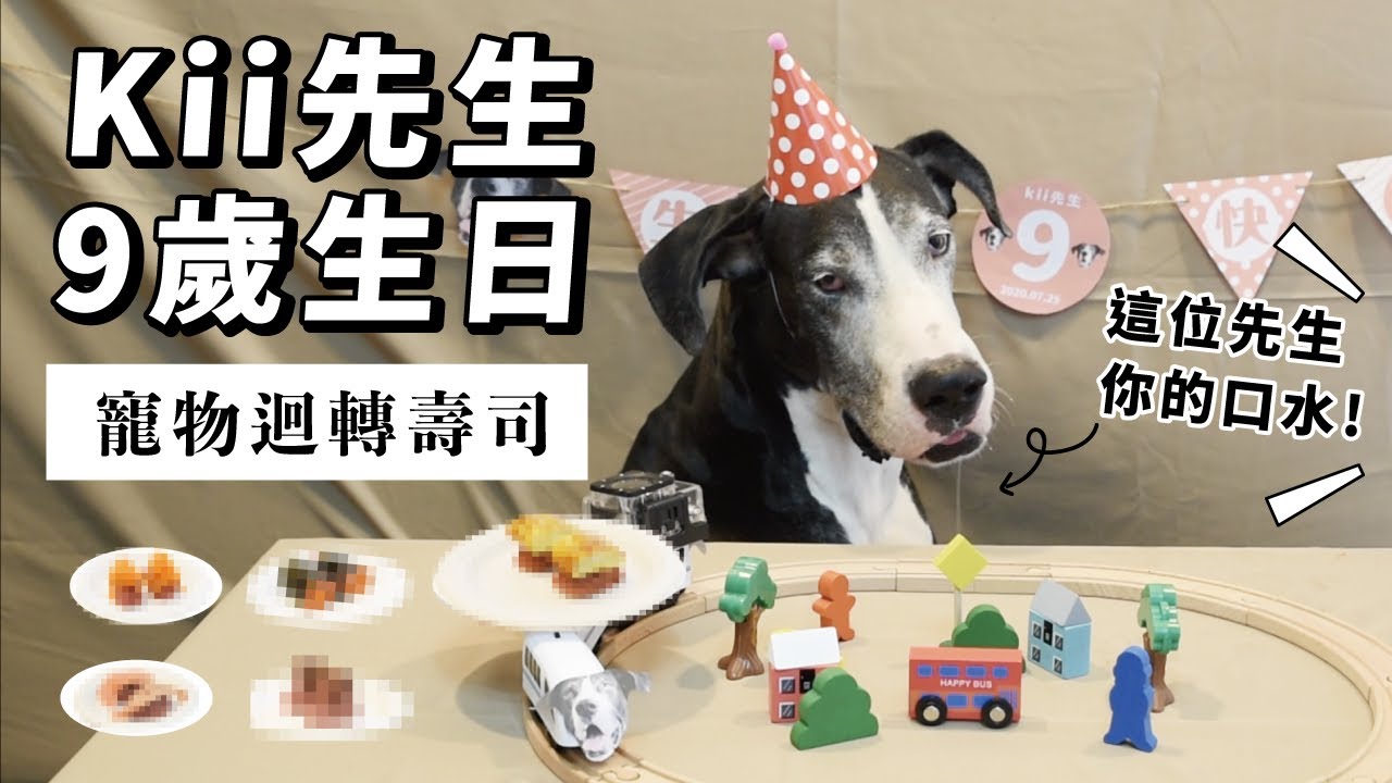 狗狗也能吃迴轉壽司 Kii先生的9歲生日大餐 Youtube