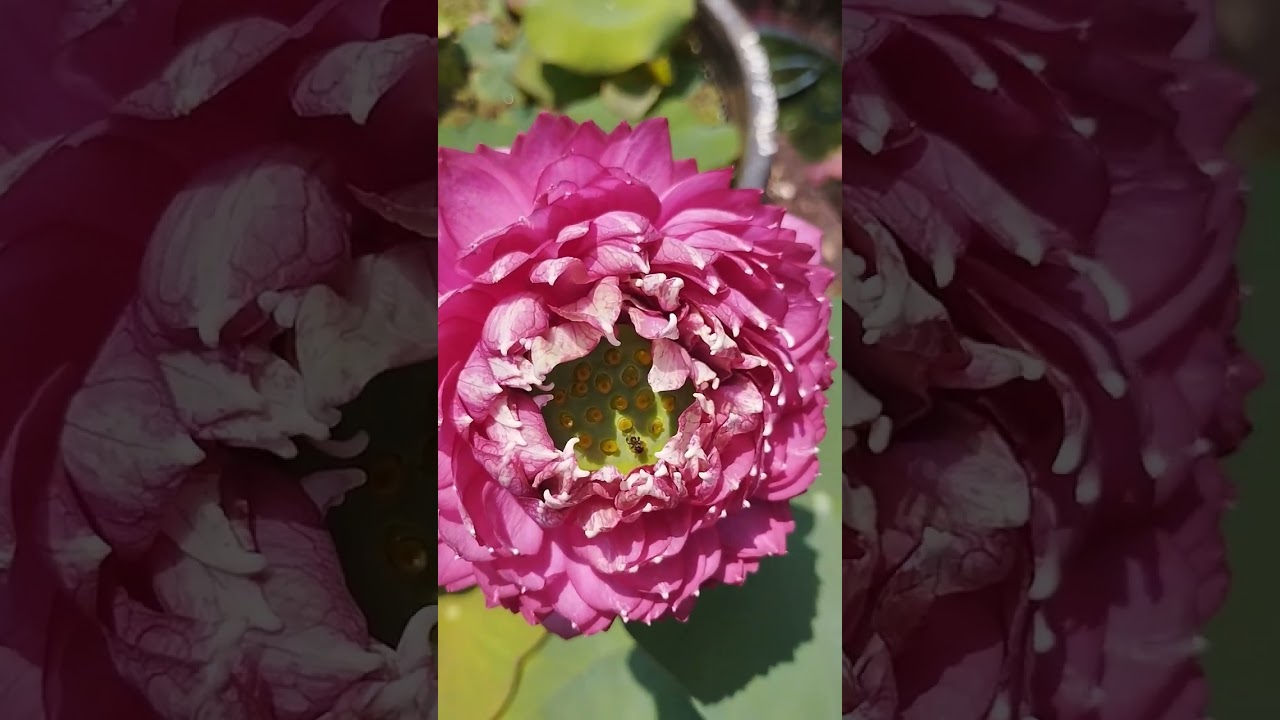 D9 first flower ❤️❤️❤️