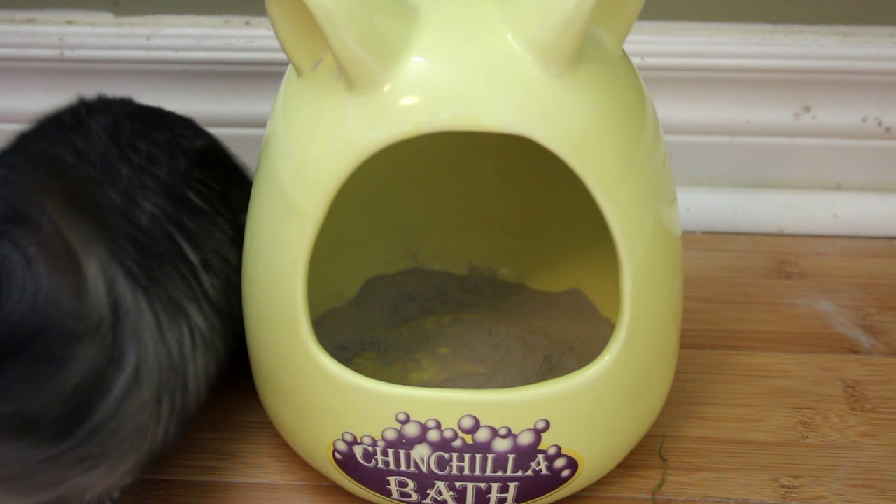 kaytee ceramic critter bath large