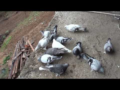 Video: Bir Güvercin Nasıl Serbest Bırakılır