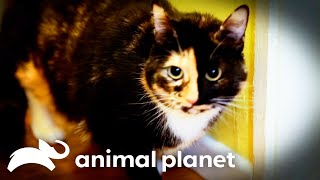 Aggressive Cat Attacks Every Human It Sees! | My Cat From Hell | Animal Planet