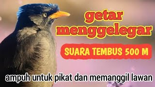 MASTERAN JALAK KEBO,terapi terbaik,ampuh untuk jalak yg bisu susah buka paruh,putarkan setiap hari