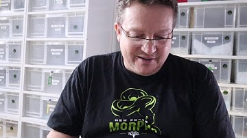 Mojave Ball Python Genetics and Our Amazing Combos - part 1