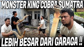 MONSTER KING COBRA SUMATRA SULIT DIKENDALIKAN !! BESARNYA NGELEBIHIN GARAGA !!