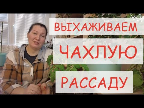 РАССАДА ЧАХНЕТ НА ГЛАЗАХ. ПОЧЕМУ И ЧТО ДЕЛАТЬ?