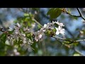 Sakura blossom and Beethoven Silence Цветение Сакуры