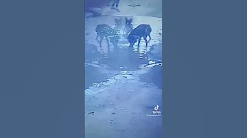 اللـي دخـل القلب وخلعع فااتـه گل الدلــع احلي اسكندريه في العالم 