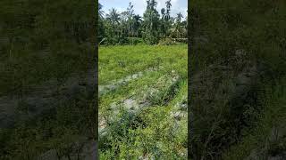 Resiko orang ngambil gadai