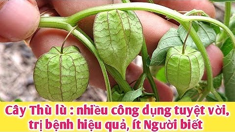 Cây Thù lù | Công dụng tuyệt vời, trị bệnh hiệu quả. PHAN HẢI Channel