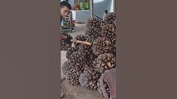 Amazing Giant Fruit! Nipa Palm Fruit Juice #shorts