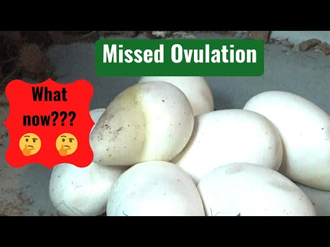 Ball Python Breeding without an Ultrasound Series Part 6: Missed Ovulation??? When will she lay???