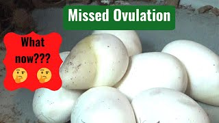 Ball Python Breeding without an Ultrasound Series Part 6: Missed Ovulation When will she lay