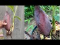How to grow a banana tree easy method