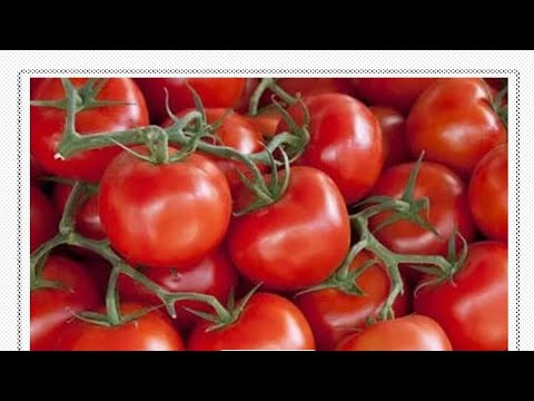 ما أسباب أزمة الطماطم تيته انصاف منوعات شورت مصر طماطم