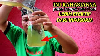 ini pakan burayak ikan cupang usia 3 hari, lebih efektik dari infusoria...