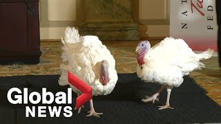 Turkeys up for Presidential pardon on Thanksgiving enjoy the day at a luxury hotel