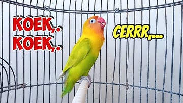 Lovebird Gacor NGEKEK PANJANG, KOEK KOEK FIGHTER Bikin Emosi, Lovebird Macet Bisu Langsung NYAUT