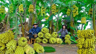 Cut Grass With My Older Brother For The Banana Garden, Harvest Bananas To Sell At The Market, Cook