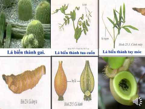 Video Khối 6 - Môn Sinh học - Bài 41 - Tiết 52: Hạt kín -... - YouTube