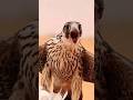 الصقر الوحش هدد على الجحر أرنب Explore صقور Viral