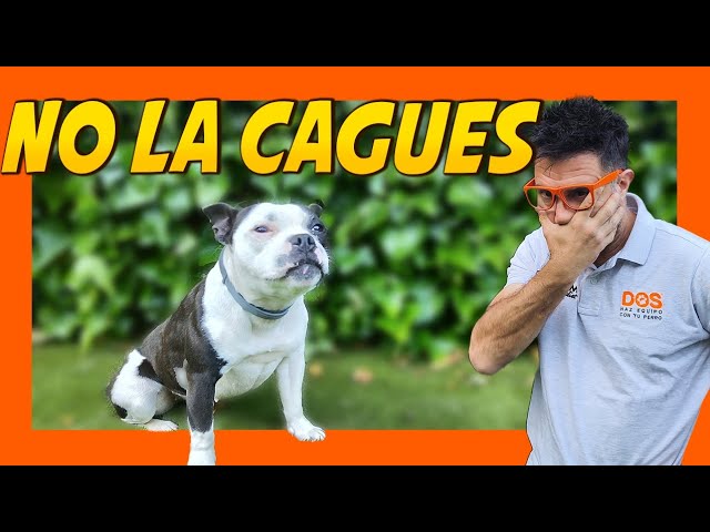 ❌ ERRORES que ARRUINAN el entrenamiento de tu perro 😓 | Adiestramiento Canino 🐶