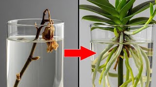 : This is the best natural fertilizer for orchids  Helps them bloom year round!
