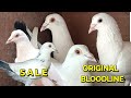 Original bloodline madrasi pigeon sale from my loft