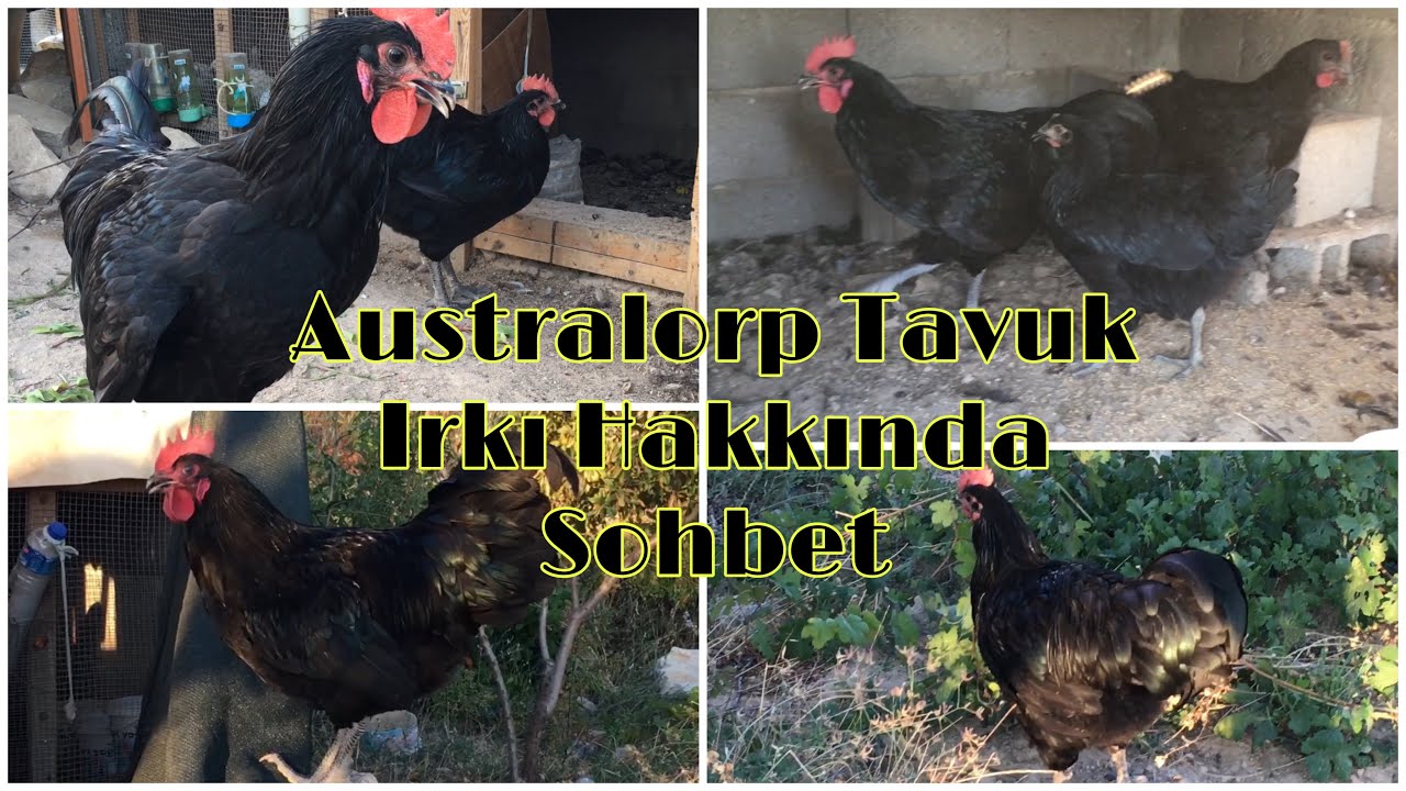 Australorp Tavuklarımızı Bahçeye Saldık Australorp Tavuk Irkı Hakkında Bilgi