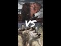 Elephant vs Stegosaurus #shorts